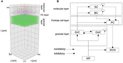 Real-Time Simulation of a Cerebellar Scaffold Model on Graphics Processing Units